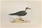 Alexander Francis Lydon, Capped Petrel, Woodcut Print, 1870 1