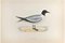 Alexander Francis Lydon, Sabine's Gull, grabado en madera, 1870, Imagen 1