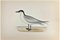 Alexander Francis Lydon, Gull-Billed Tern, Woodcut Print, 1870 1