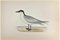 Alexander Francis Lydon, Gull-Billed Tern, Woodcut Print, 1870, Image 1