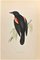 Alexander Francis Lydon, Red-Winged Starling, Woodcut Print, 1870 1