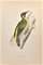 Alexander Francis Lydon, Green Woodpecker, Woodcut Print, 1870 1
