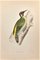 Alexander Francis Lydon, Green Woodpecker, Woodcut Print, 1870, Image 1