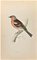 Alexander Francis Lydon, Chaffinch, Woodcut Print, 1870, Image 1