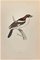 Alexander Francis Lydon, Woodchat, gravure sur bois, 1870 1