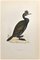 Alexander Francis Lydon, Green Cormorant, Woodcut Print, 1870 1