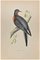 Alexander Francis Lydon, Passenger Pigeon, Woodcut Print, 1870 1