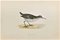 Alexander Francis Lydon, Spotted Sandpiper, Woodcut Print, 1870 1