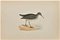 Alexander Francis Lydon, Sandpiper, Woodcut Print, 1870 1