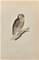 Alexander Francis Lydon, Little Owl, Woodcut Print, 1870, Image 1