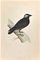 Alexander Francis Lydon, Jackdaw, Woodcut Print, 1870, Image 1