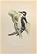 Alexander Francis Lydon, Great Spotted Wodpecker, Woodcut Print, 1870 1