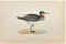 Alexander Francis Lydon, Phalarope dal collo rosso, xilografia, 1870, Immagine 1