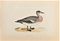 Alexander Francis Lydon, American Wigeon, Woodcut Print, 1870 1