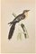 Alexander Francis Lydon, Great Spotted Cuckoo, Woodcut Print, 1870 1