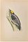 Alexander Francis Lydon, Three-Toed Woodpecker, Woodcut Print, 1870 1