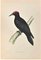 Alexander Francis Lydon, Black Woodpecker, Woodcut Print, 1870 1