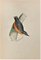 Alexander Francis Lydon, Nuthatch, Woodcut Print, 1870, Image 1