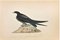Alexander Francis Lydon, Spine-tailed Swallow, xilografia, 1870, Immagine 1