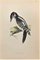 Alexander Francis Lydon, Hairy Woodpecker, Woodcut Print, 1870 1