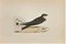 Alexander Francis Lydon, Sand Martin, gravure sur bois, 1870 1