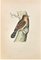 Alexander Francis Lydon, Fourmilier, Gravure sur bois, 1870 1