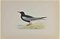 Alexander Francis Lydon, White-Winged Black Tern, Holzschnitt, 1870 1