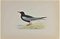 Alexander Francis Lydon, White-Winged Black Tern, Woodcut Print, 1870 1