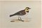 Alexander Francis Lydon, Shore Lark, Woodcut Print, 1870 1