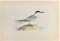 Alexander Francis Lydon, Roseate Tern, Woodcut Print, 1870 1