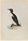 Alexander Francis Lydon, Ringed Guillemot, Woodcut Print, 1870 1