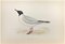 Alexander Francis Lydon, Buonaparte's Gull, Woodcut Print, 1870 1