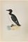 Alexander Francis Lydon, Brunnich's Guillemot, Woodcut Print, 1870, Image 1