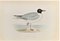 Alexander Francis Lydon, Black- Headed Gull, Woodcut Print, 1870 1