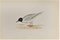 Alexander Francis Lydon, Little Gull, Woodcut Print, 1870 1