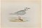 Alexander Francis Lydon, Ross's Gull, Holzschnitt, 1870 1