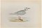 Alexander Francis Lydon, Ross's Gull, Woodcut Print, 1870 1