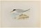 Alexander Francis Lydon, Lesser Tern, Woodcut Print, 1870 1