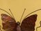 Applique Murale Butterfly en Verre de Murano, Murano, 1950s 8
