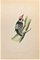 Alexander Francis Lydon, Lesser Spotted Woodpecker, Woodcut Print, 1870 1