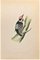 Alexander Francis Lydon, Lesser Spotted Woodpecker, Woodcut Print, 1870, Image 1