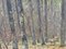 Nelson Gray Kinsley, Roe Deer in the Woods, 1890er, Öl auf Leinwand 11