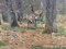 Nelson Gray Kinsley, Roe Deer in the Woods, 1890er, Öl auf Leinwand 2