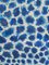 Giorgio Lo Fermo, Blue Spots, Oil on Canvas, 2021 2