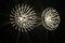 Silver Pistillo Wall or Ceiling Lights from Valenti Milano, 2000s, Set of 2 10