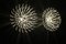 Silver Pistillo Wall or Ceiling Lights from Valenti Milano, 2000s, Set of 2, Image 10