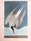 Nach John James Audubon, Arctic Farn (Sterna Arctica), Lithographie 1