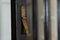 Alacena inglesa de roble esmaltado, siglo XIX, década de 1880, Imagen 12