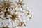Hollywood Regency Kronleuchter mit Blumen Messing Kristallglas von Palwa, 1970er 6