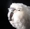 Grande Sculpture Mouton Plaquée Argent et Laine Véritable en Laiton 6
